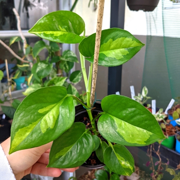 Global Green Pothos 4 Inch Live Rooted Plant - Picture 3 of 5
